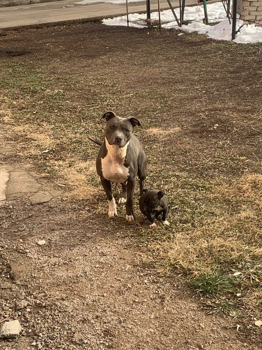 Продам Американский Питбуль