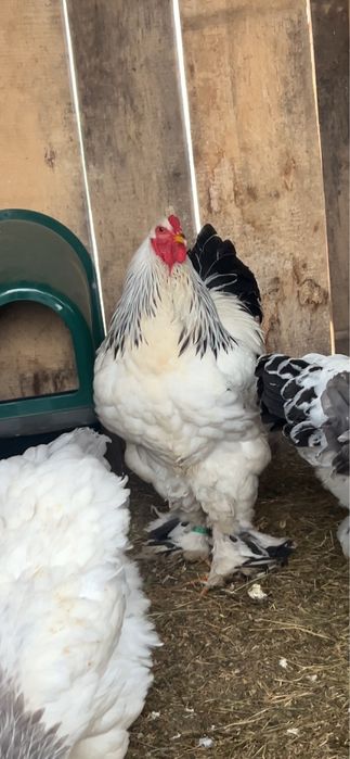 Vând cocos brahma HD