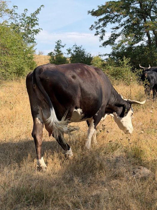 Vand doua juninci si o vaca