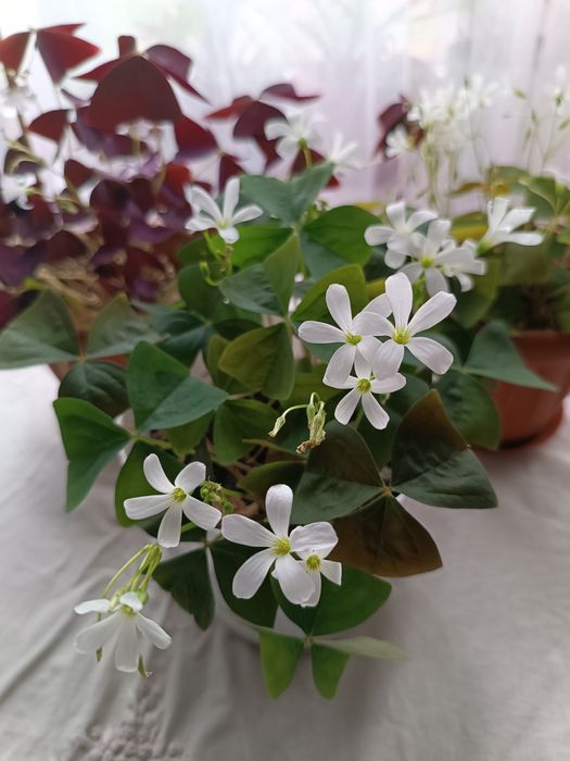 Комнатные растения