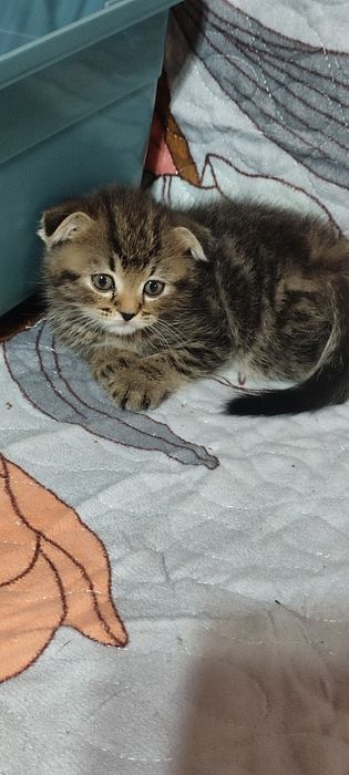 Вислоухие котята