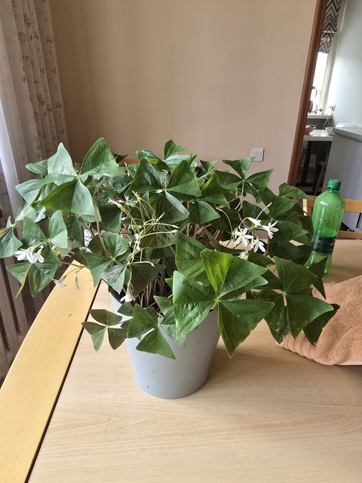 Продам комнатные цветы