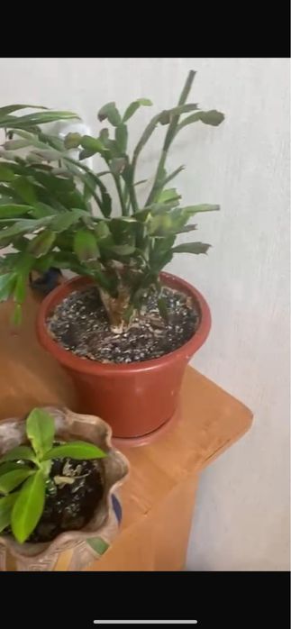 Комнатные цветы.