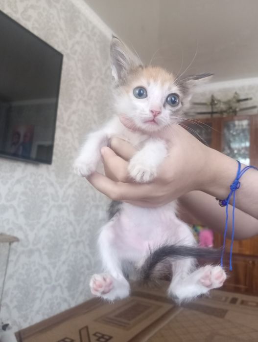 Отдам котят в добрые руки