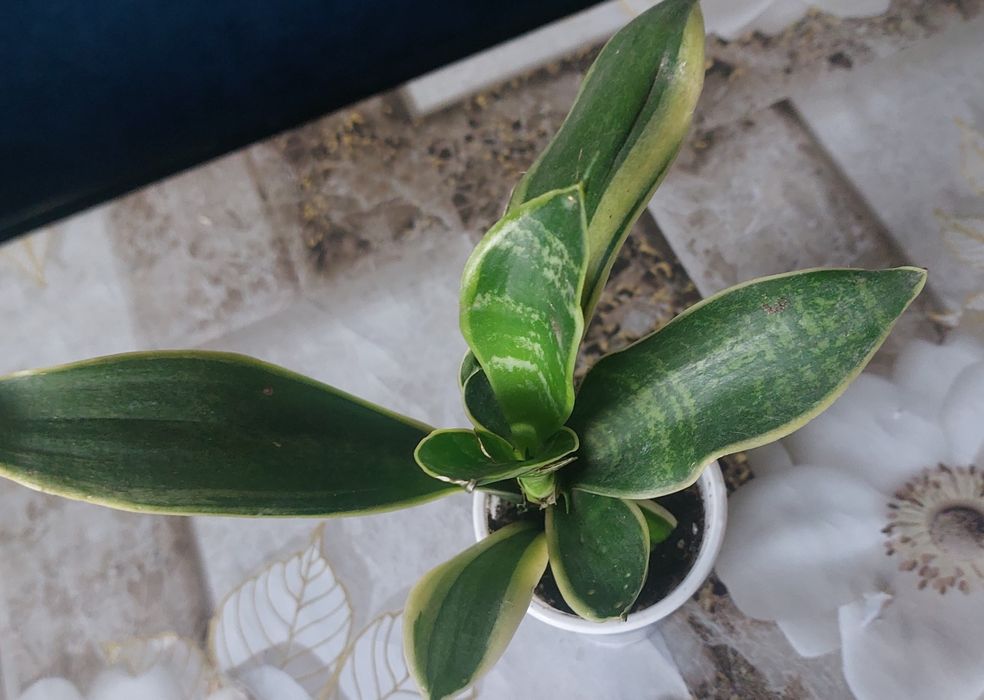 Комнатные цветы разные