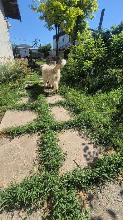 Ofer cățelușă sterilizata spre adopție!