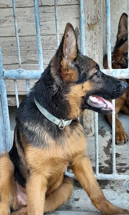 Овчарка щенок