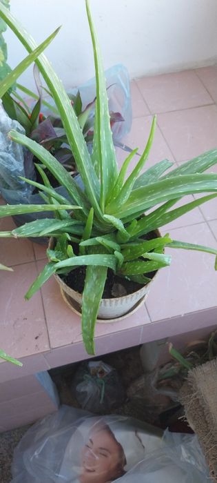 Растение - лечебно био Алое вера / Aloe vera bio plant