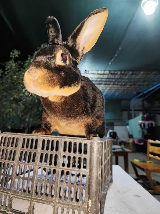 Продается кролики разных пород Xar xil turdagi quyon zotlari