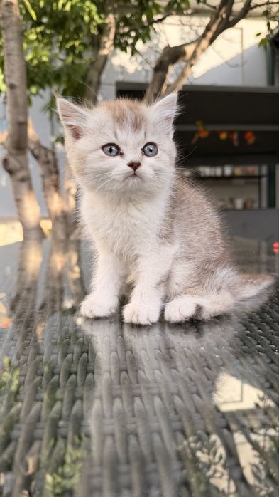 Котята от британской и шотландской вислоухой