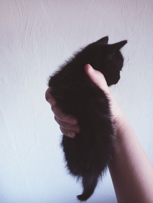 СРОЧНО Котёнок ищет дом