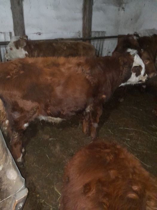 Продам три головы