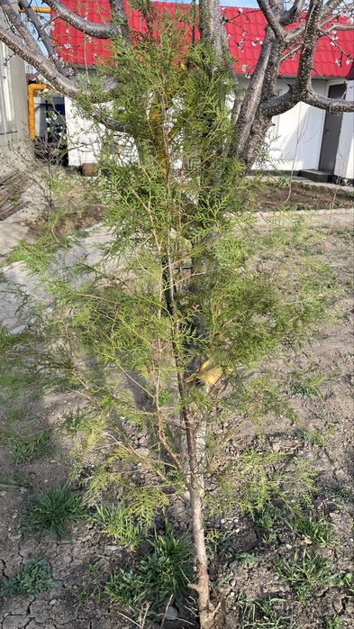 Продам Туя есть 2 шт