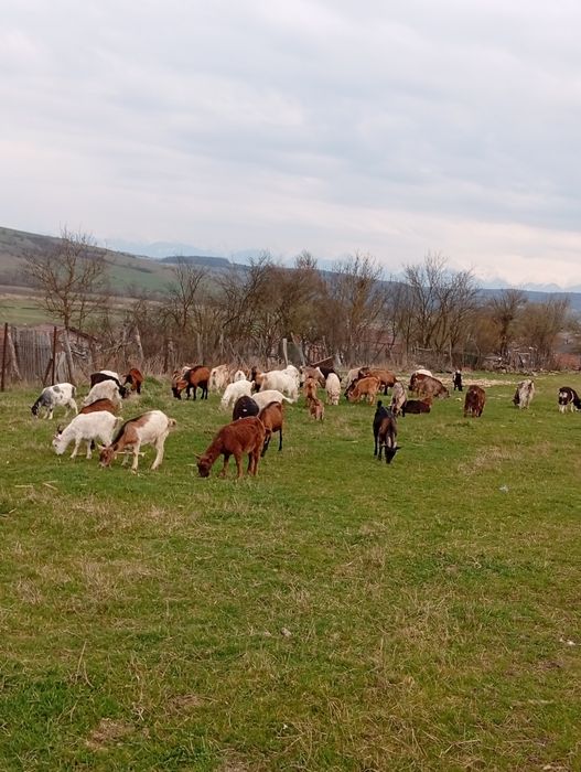 Capre de vânzare cu lapte și iede de anu trecut