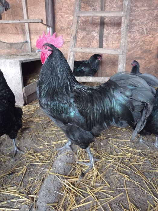 Vând cocoși austrolorp, Livada de Bihor?