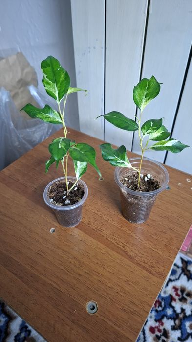 Фикус бенджамина