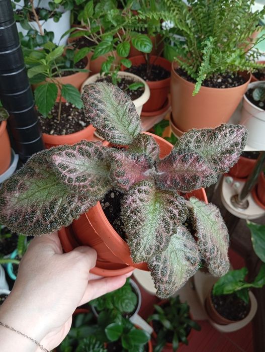 Продам цветы комнатные