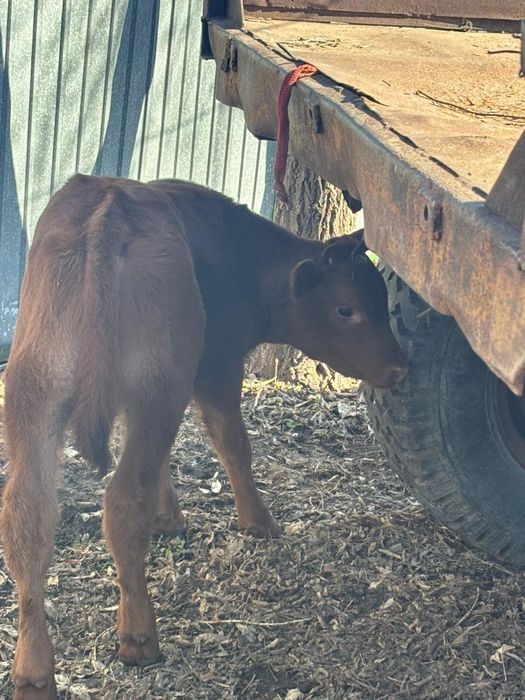Сиыр бұзауымен Корова с телёноком