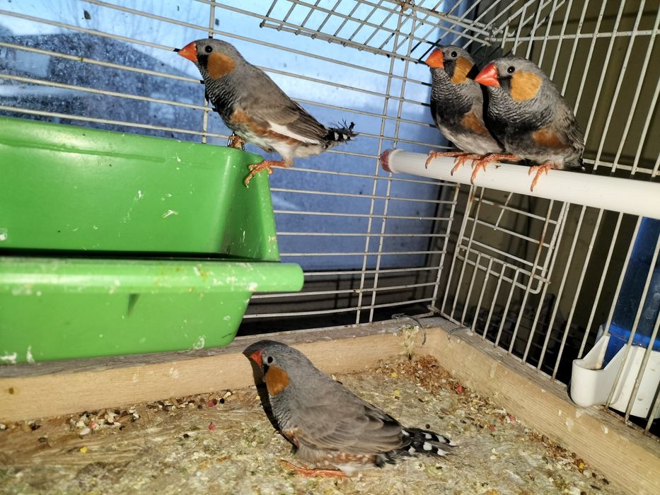 Pui de zebre australiene