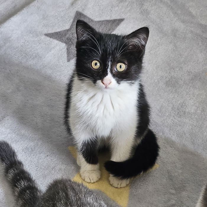 Две девочки , сестренки ищут дом!!!Ташкент!