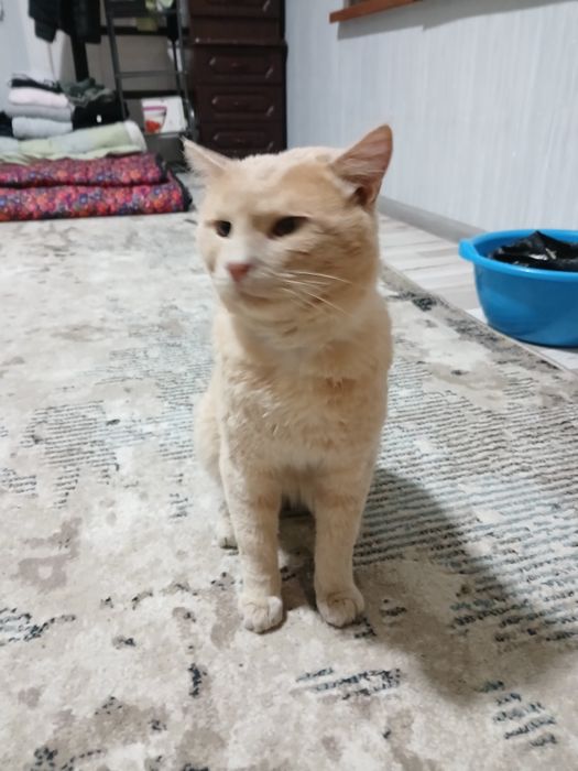 Мушук кот британец