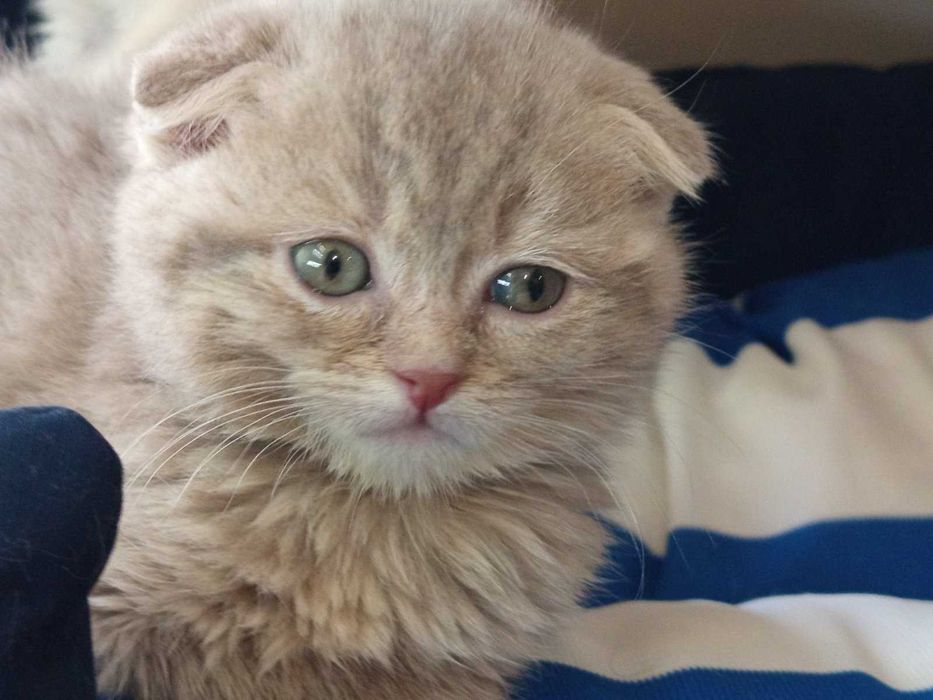 Шотландско клепоухо котенце