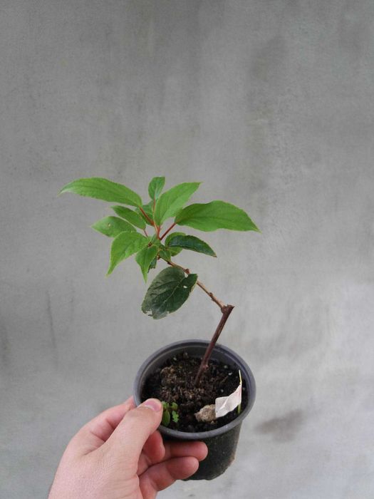 Червено киви - Налични 4 сорта Студоустойчиви