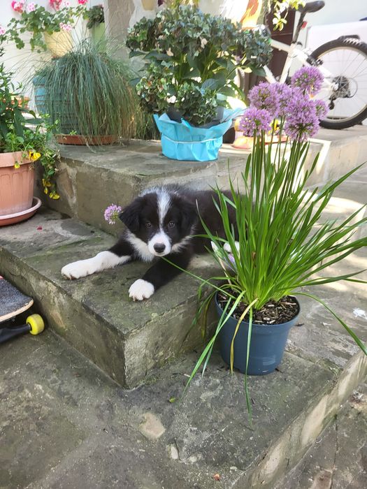 Pui Border Collie cu pedigree FCI