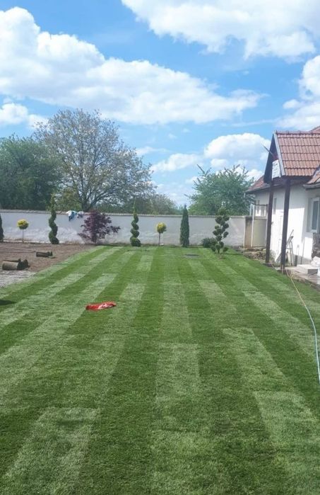 Leylandi cupressus, Livrare gratuita oriunde în Țară
