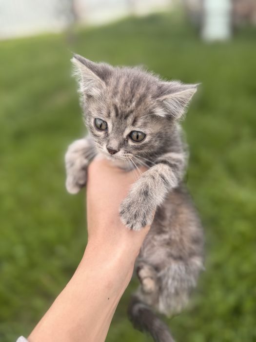 Отдадим котят бесплатно