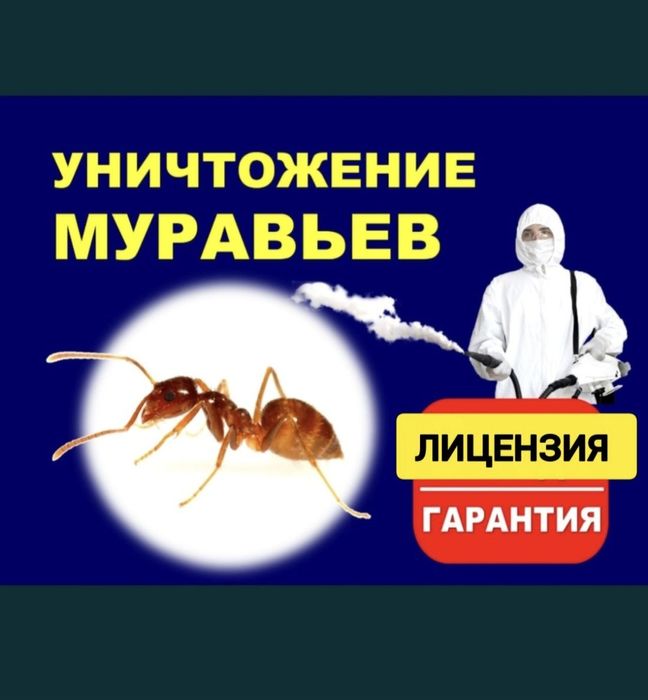 Дезинфекция от муравьев