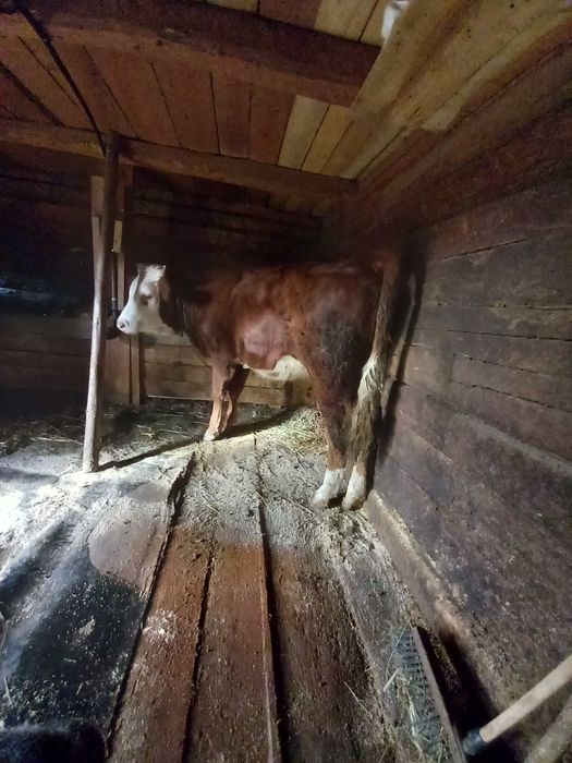 Vand junincă balțată