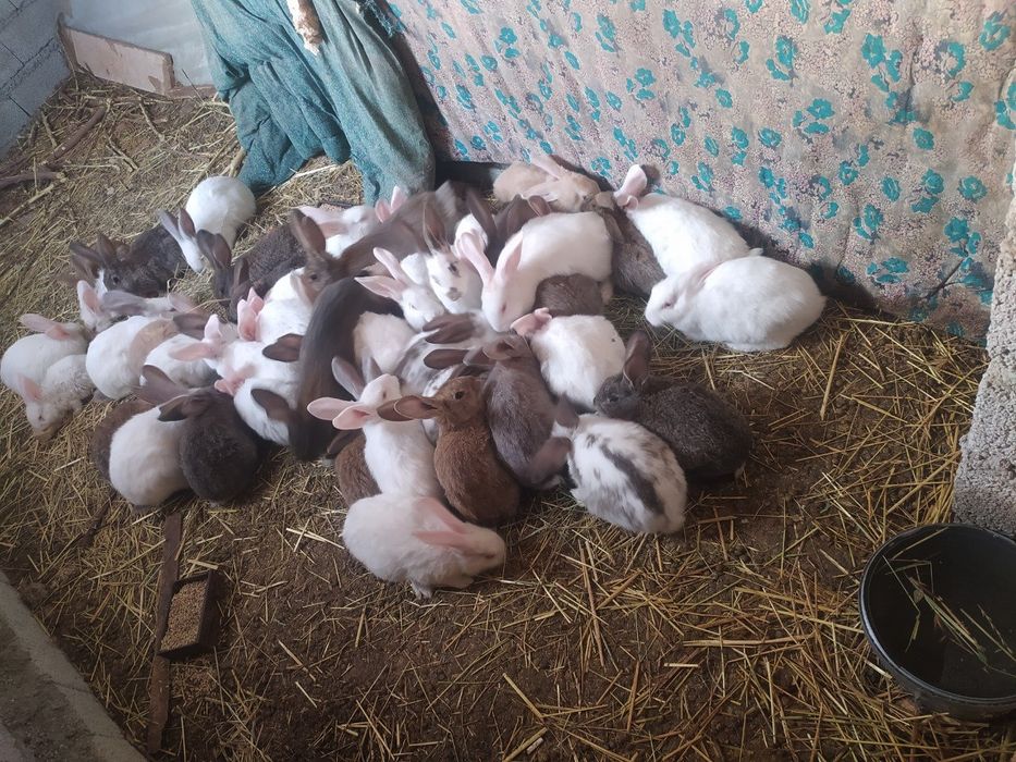 Продаются кролики
