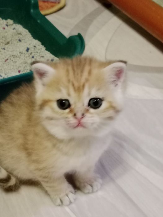 Продам Британских котят.