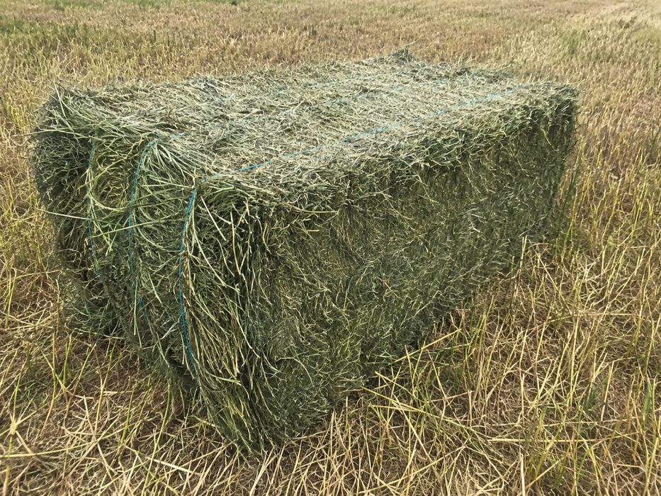 Baloți de lucernă