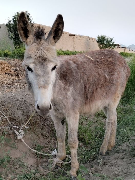 It uslubidagi sikish rasmlari