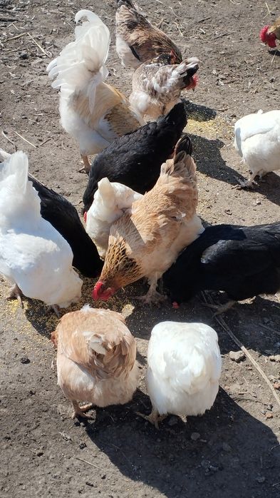 Яйцо инкубационное