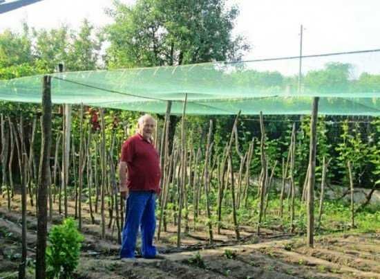 Мрежа ПРОТИВ ГРАДУШКА 35% и 50% засенчваща земеделие зеленчуци градина