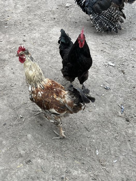 продам домашних петухов