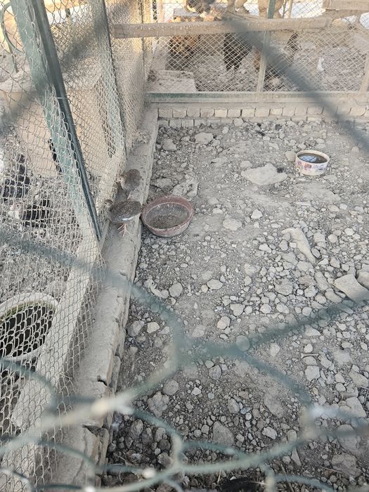 Chor bakr masjidiga Tovuq jo‘ja sesarka sotiladi