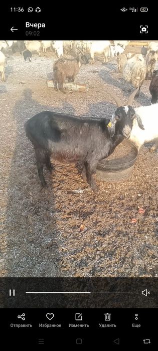 Дойные козы сауын ешкылер