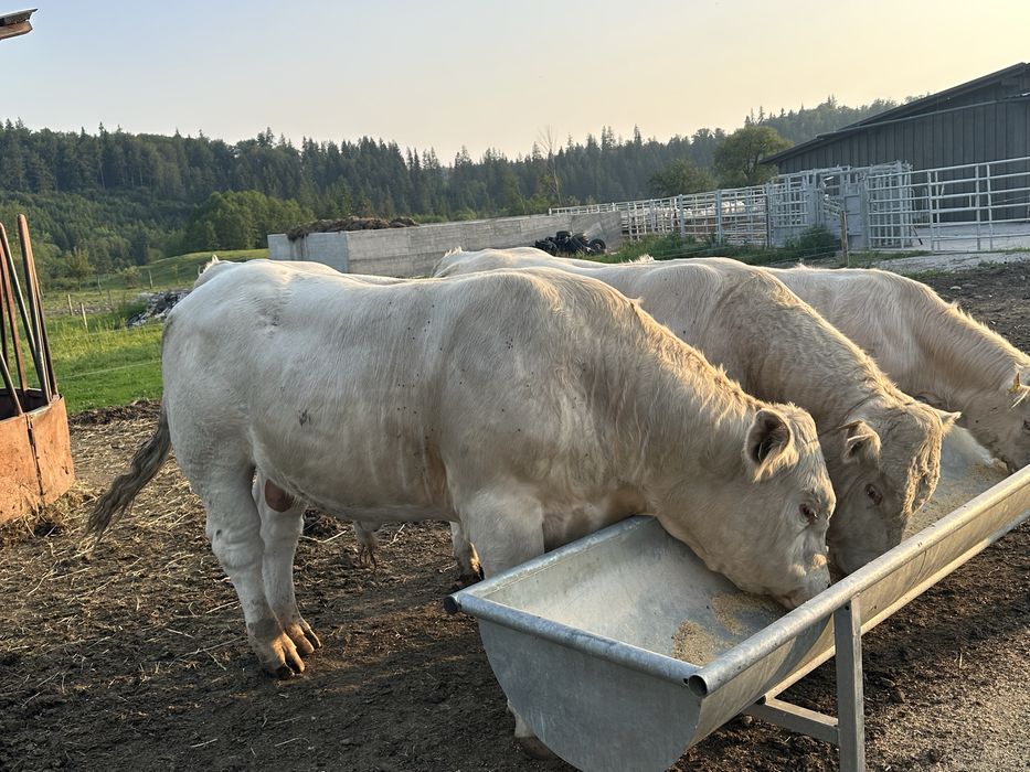 De vânzare taur Charolaise pentru montā.