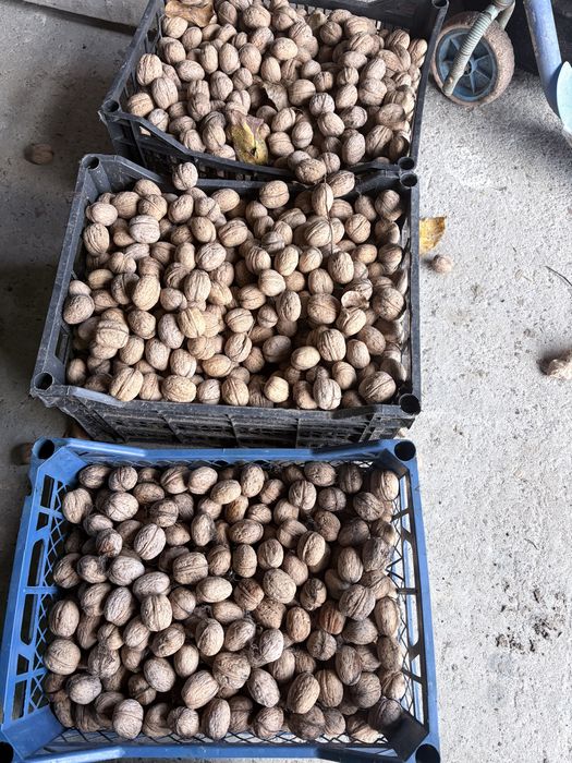 Vand nucă întreagă 9lei/kg