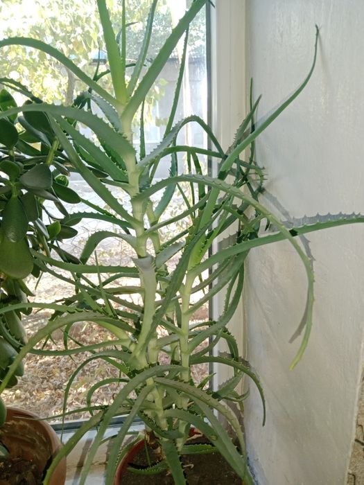 Цветы домашние ок