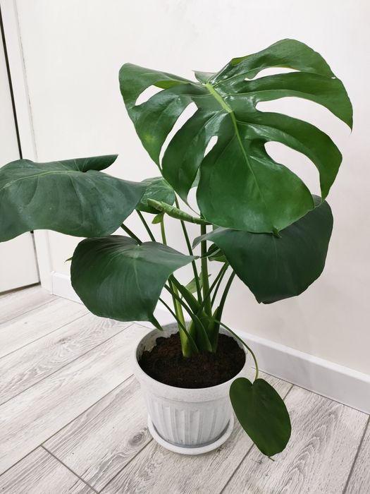 Комнатные цветы, доставка