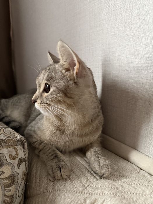 Шотландский кошка