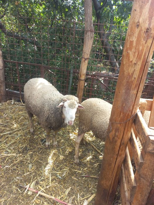 Animale de vânzare