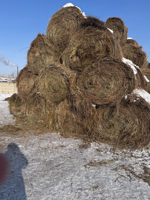 Сено зелёнка луговая. 300кг