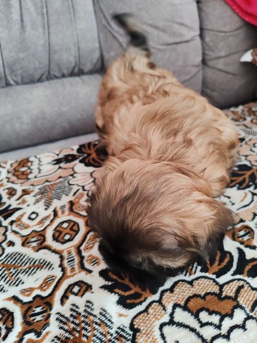 Продам щенка шитцу