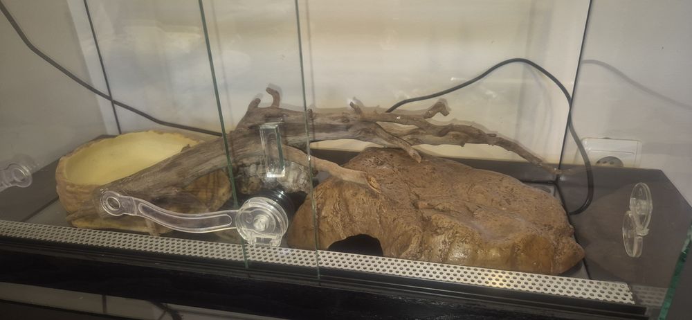 Оборудван терариум за влечуго